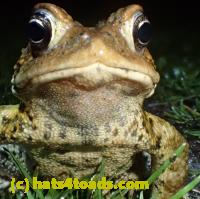 /home//u458753944/public_html/sourcegallery//Roxborough Toad Detour/2013-2019/2018/2018-04-28/P4280013.JPG